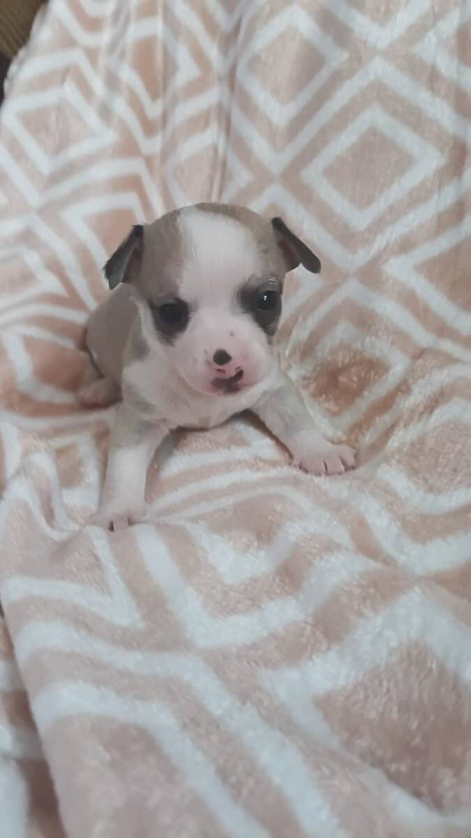 Chihuahua puppies image 5