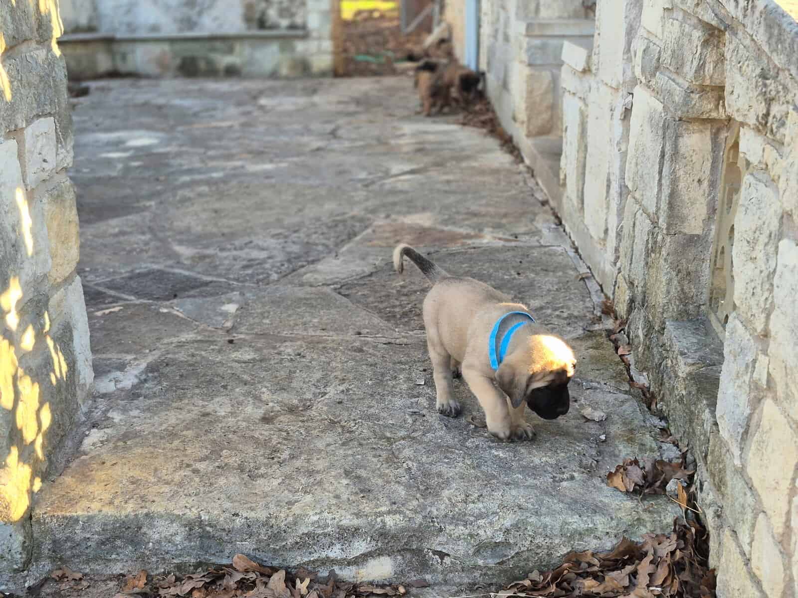 English mastiff image 8