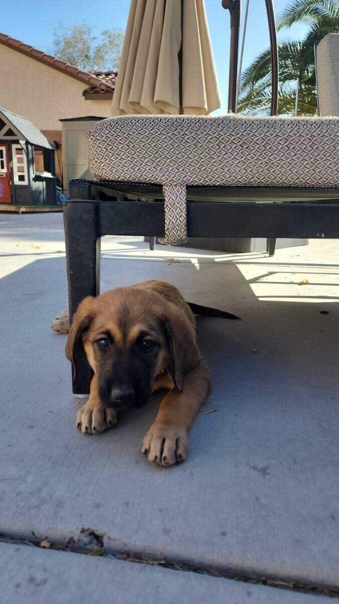Belgian Malinois/Lab Puppies image 3