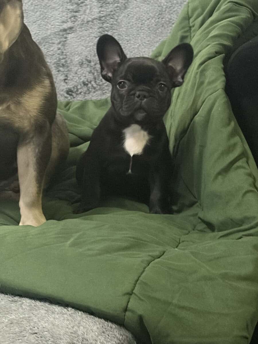 Rehoming my amazing French Bulldogs image 1
