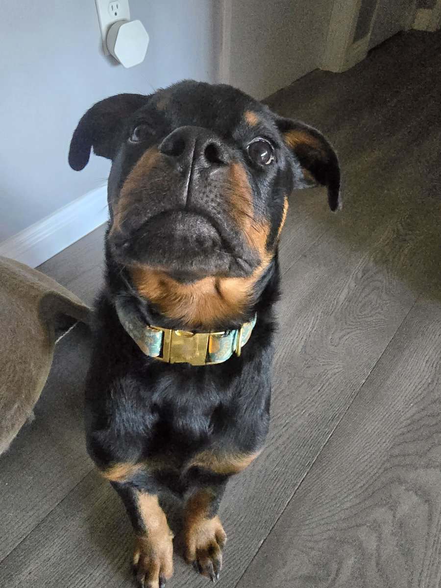Winston (Winnie) image 4