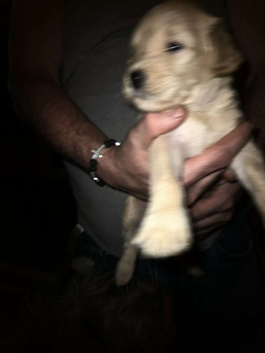 Labradoodle hybrid needs forever home image 8