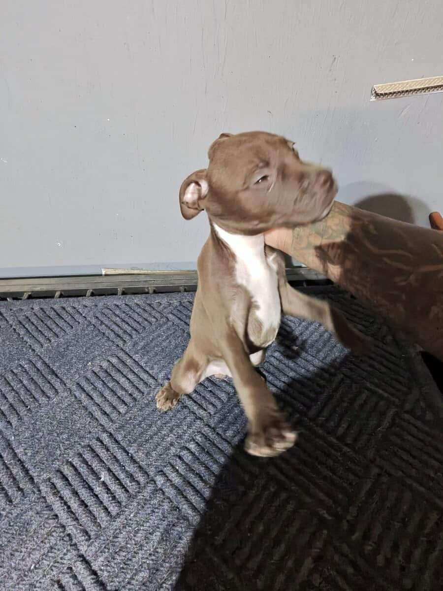 Bully puppies for sale image 7