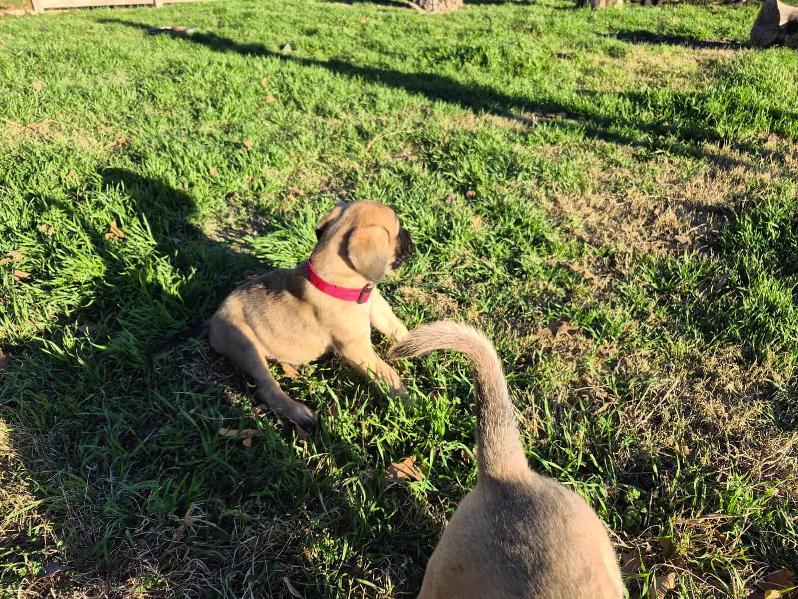 Mastiff image 21