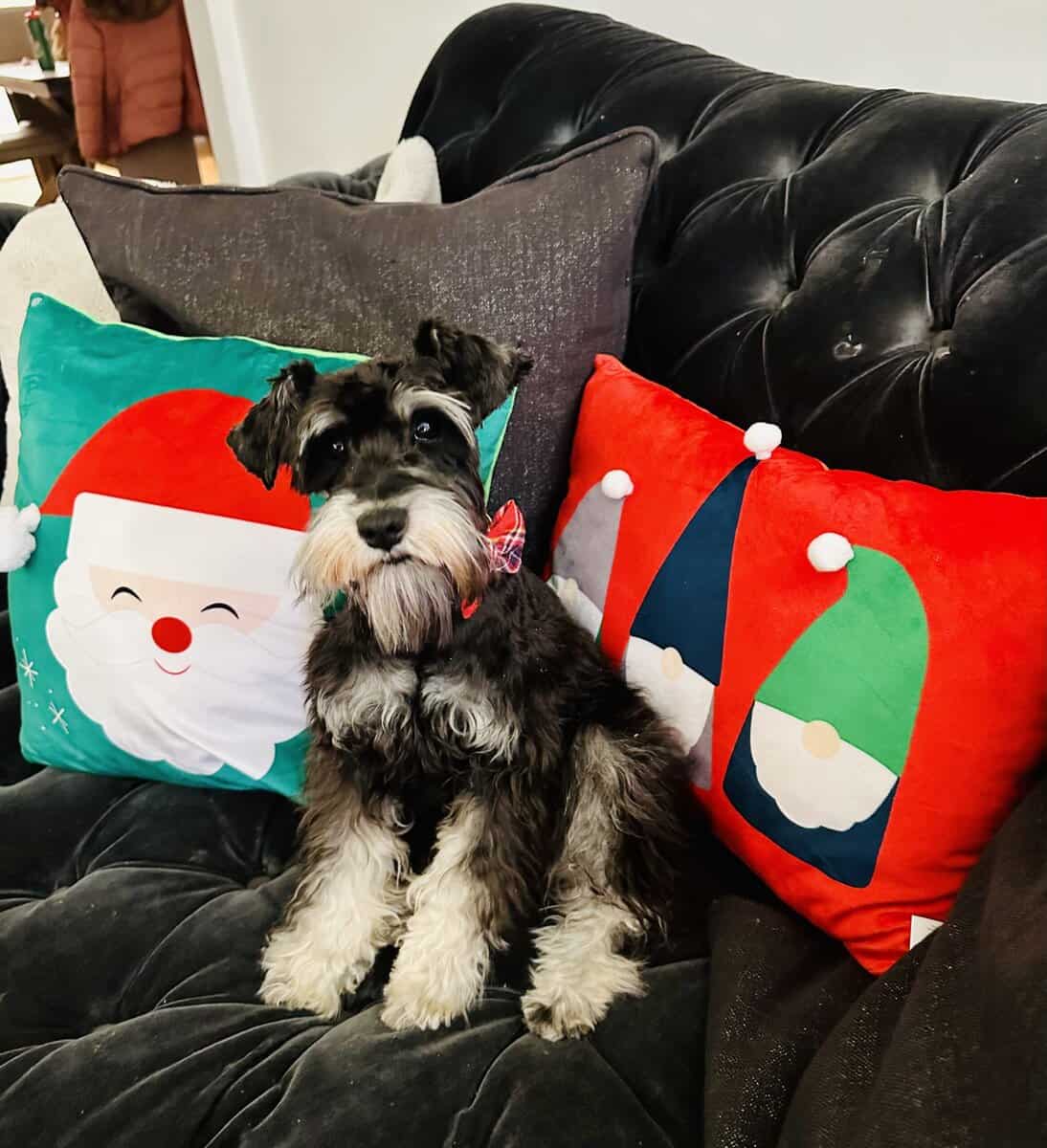 AKC Black & Silver Mini Schnauzer 3 yrs old image 5
