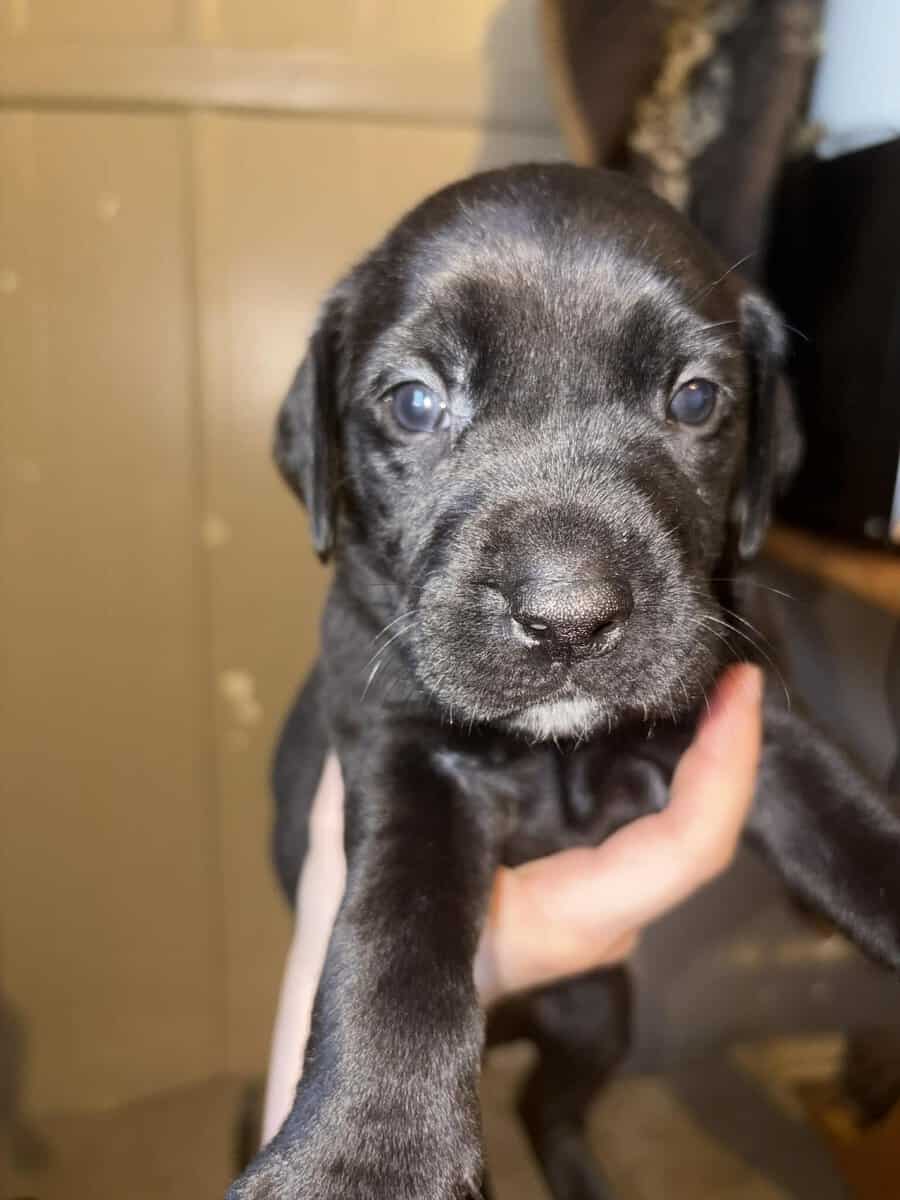 Black lab mix puppies image 9