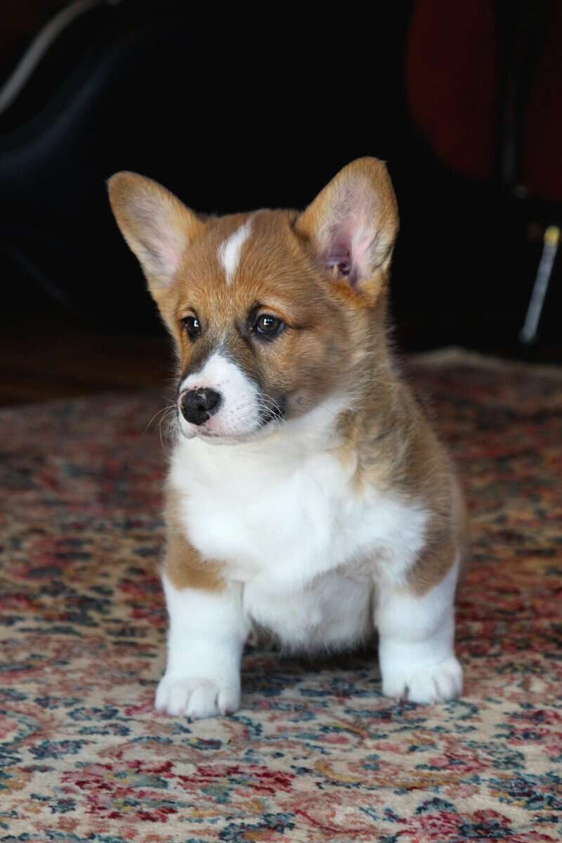 Johnny - Pembroke Welsh Corgi Puppy image 1