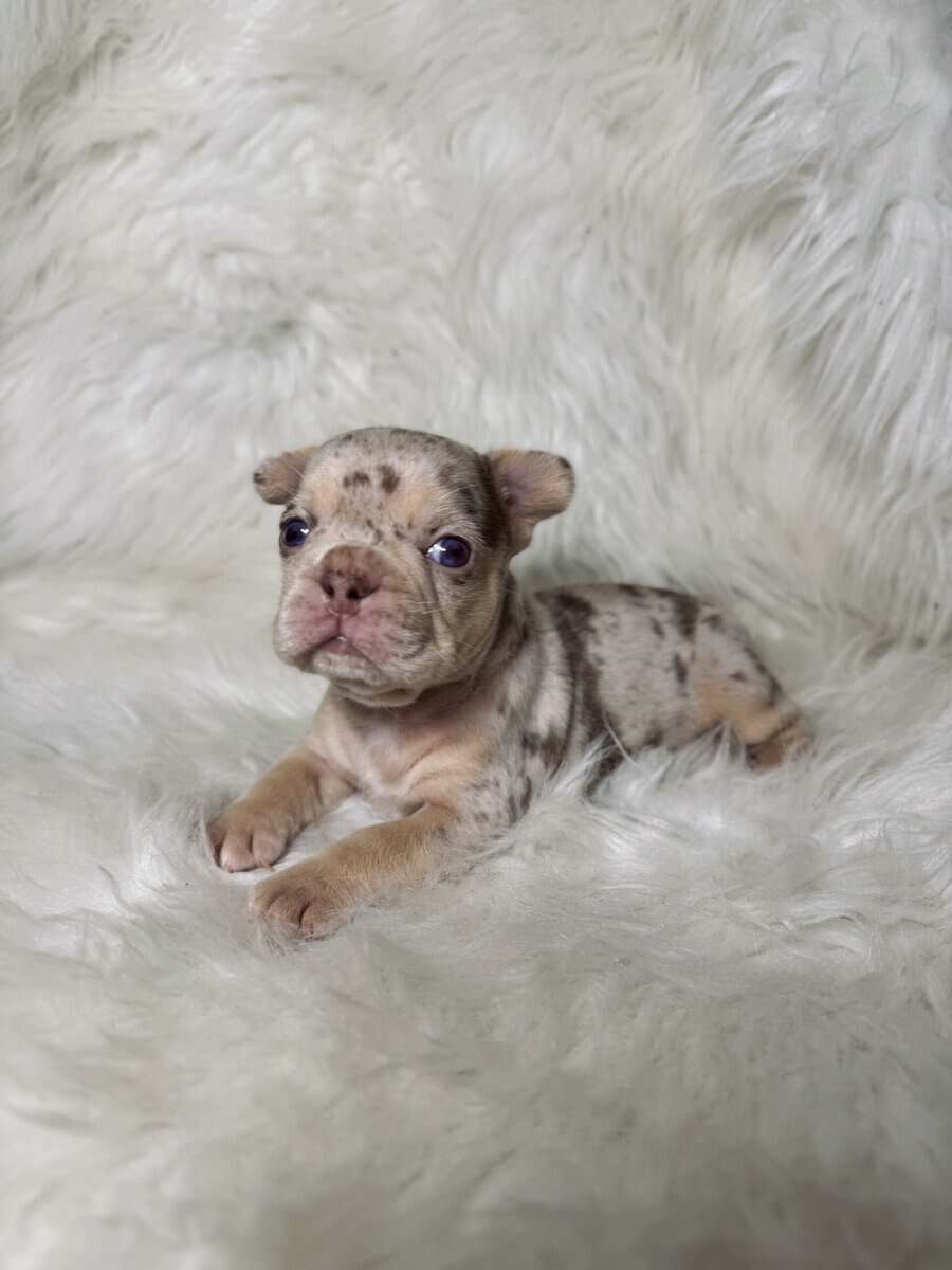 Akc French bulldog pups image 1