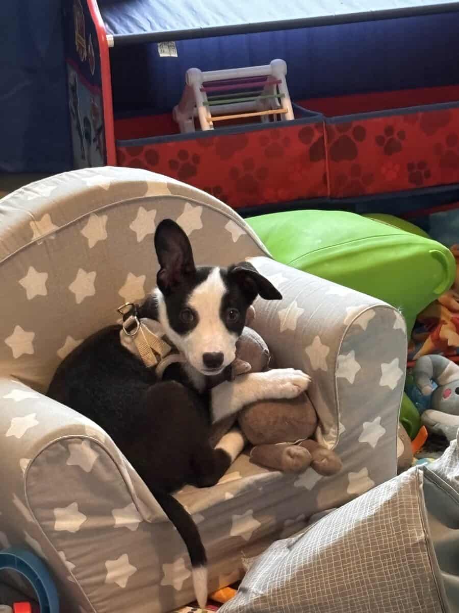 Loving Puppy image 3