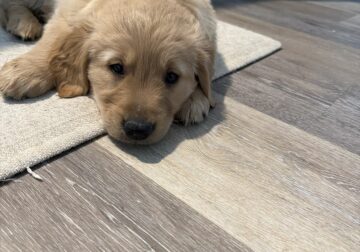 Golden Retriever Pups