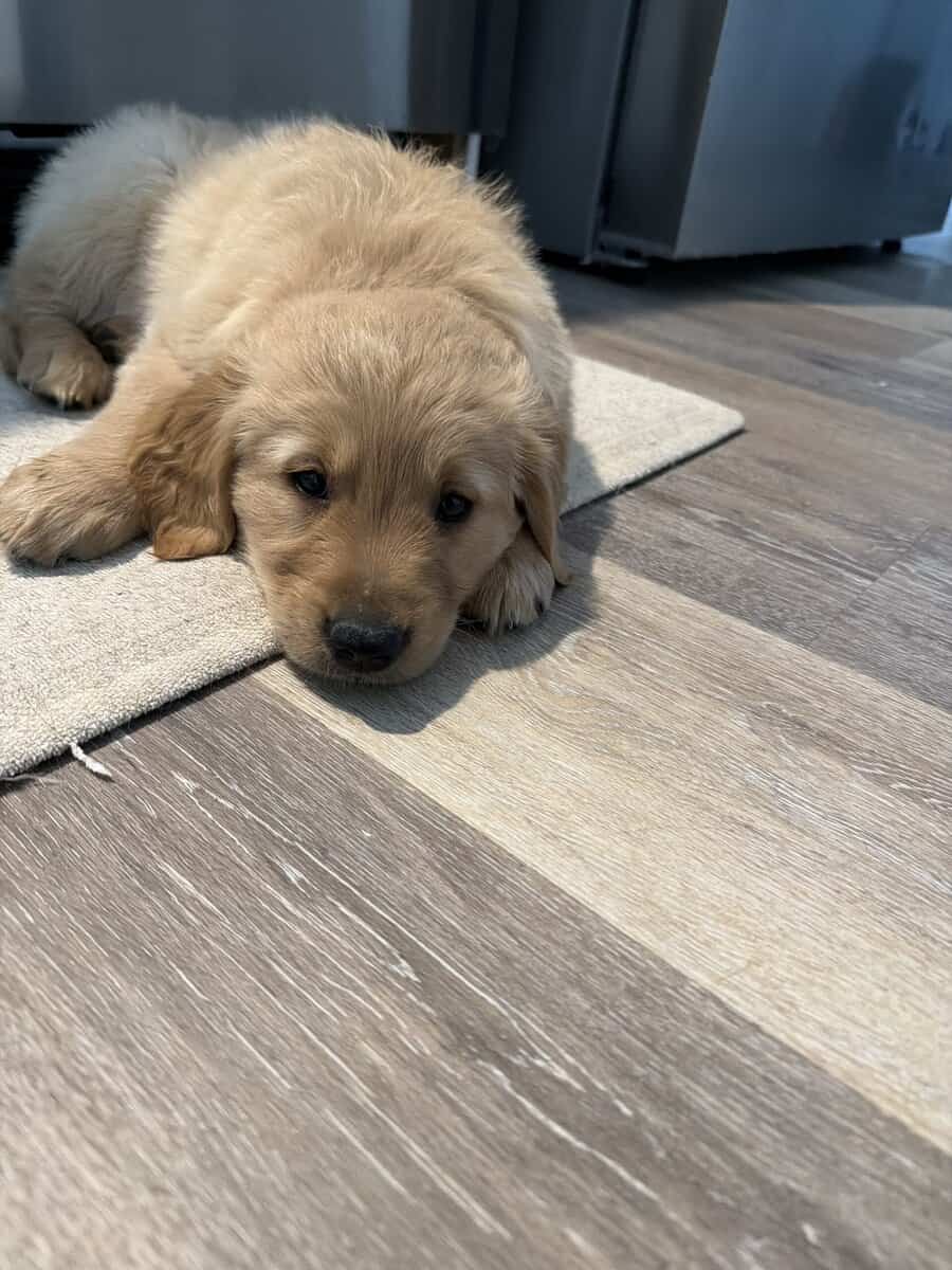 Golden Retriever Pups image 1