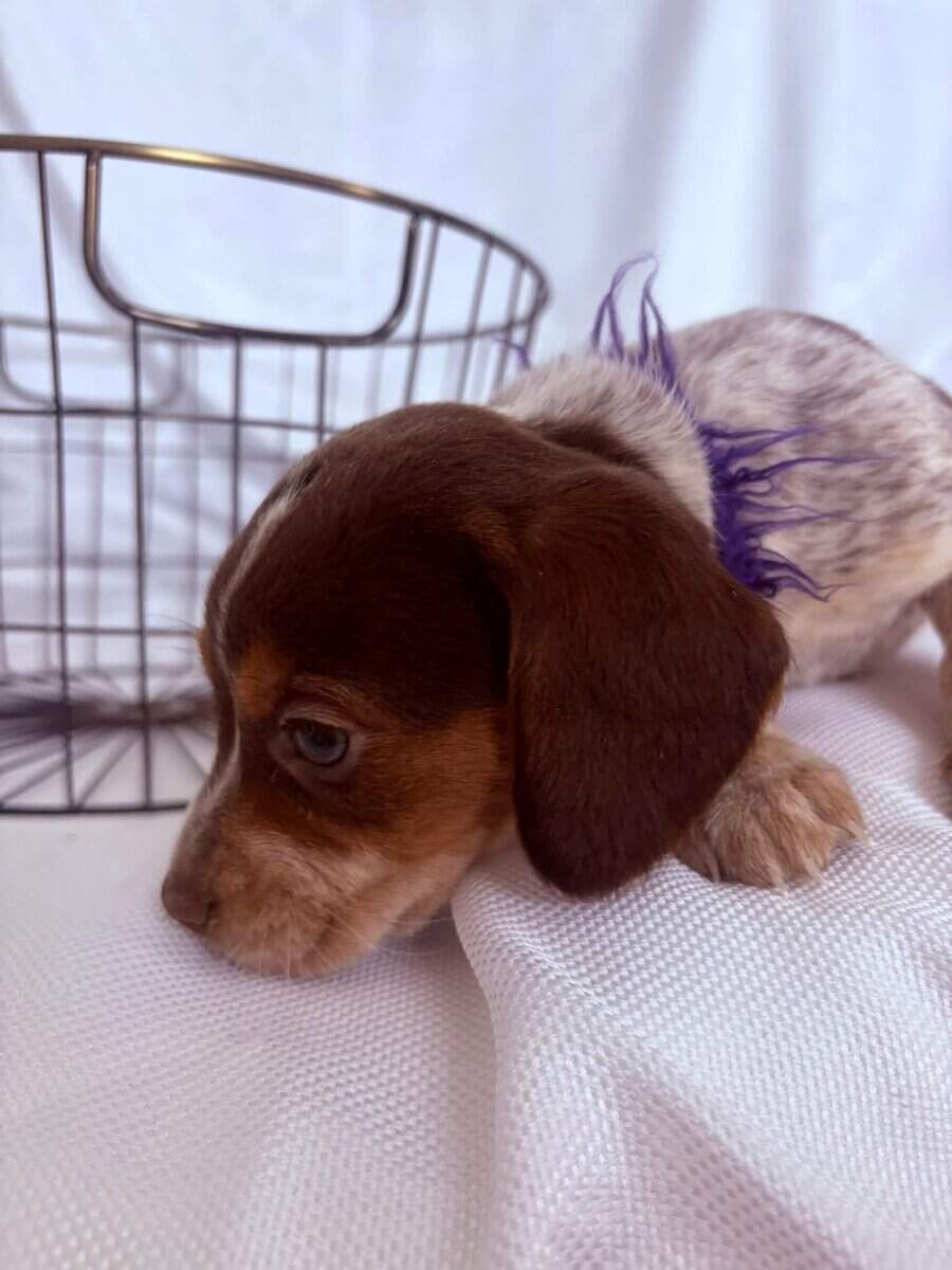 6 week female beagle pup purple collar image 3