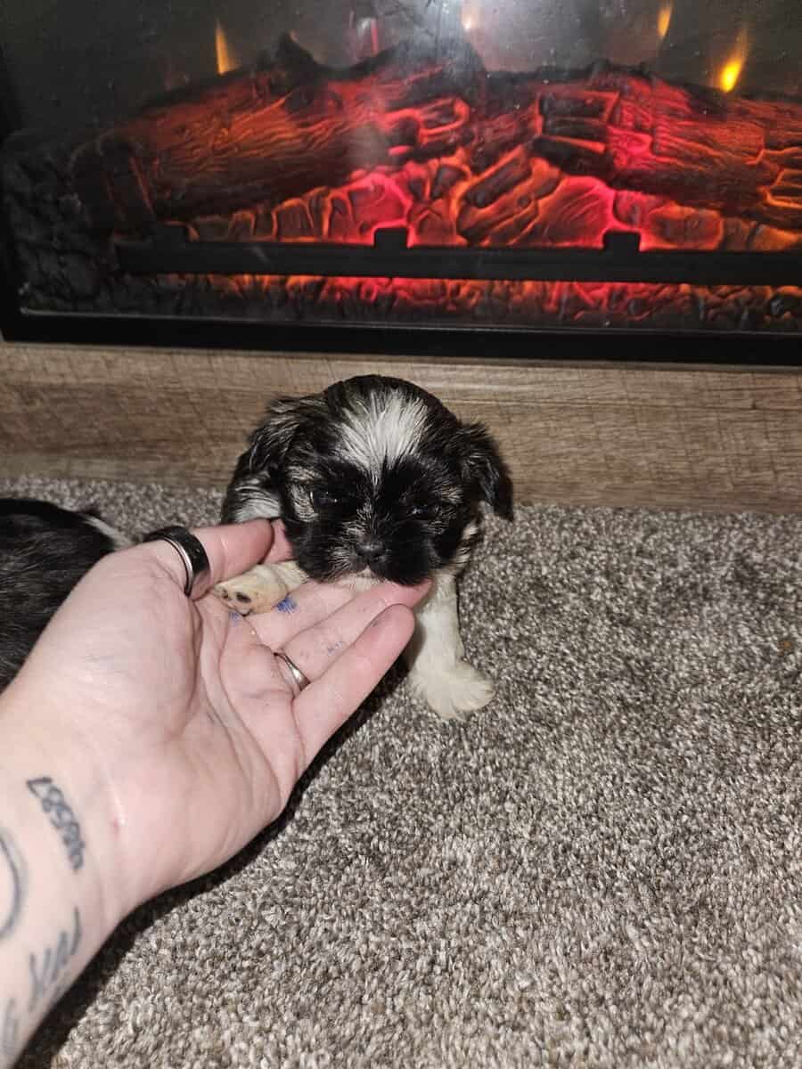 Imperial Shih-tzu Puppies image 8