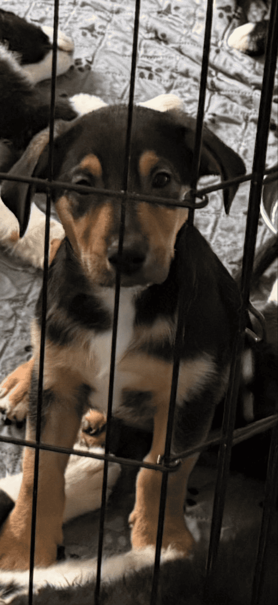 Aussie mixed puppies image 4