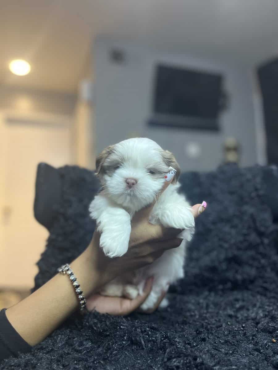 Imperial Shih Tzus image 1