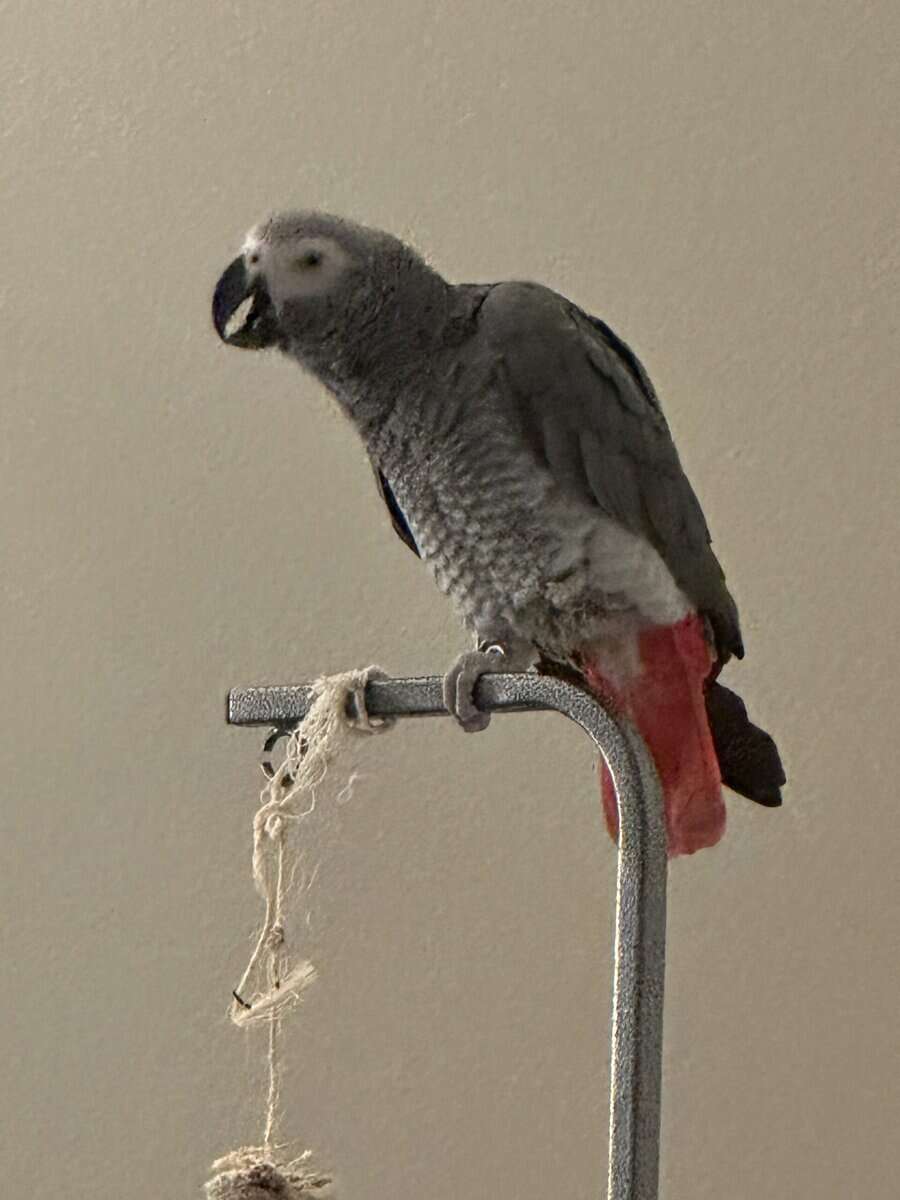 Beautiful & Healthy 3 year old African Grey image 5