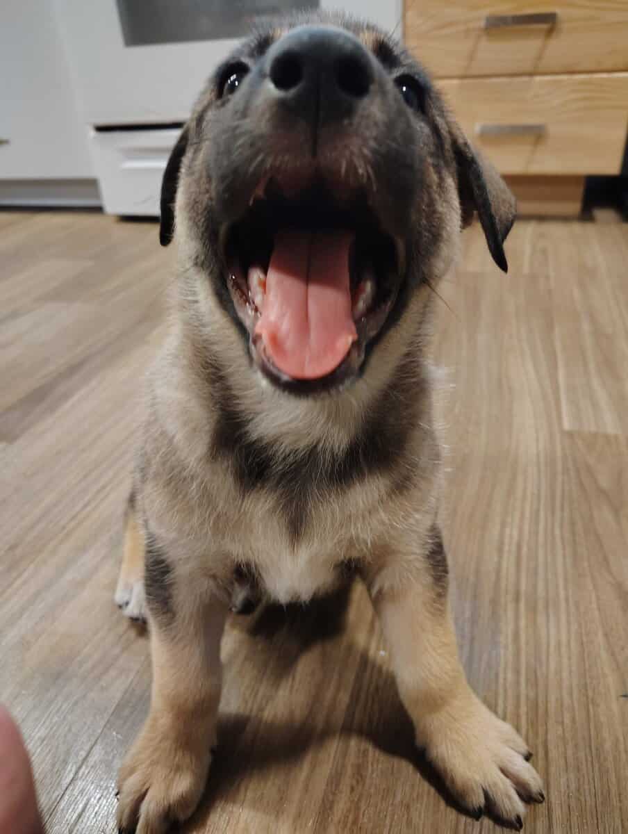 German shepherd/ Siberian husky image 5