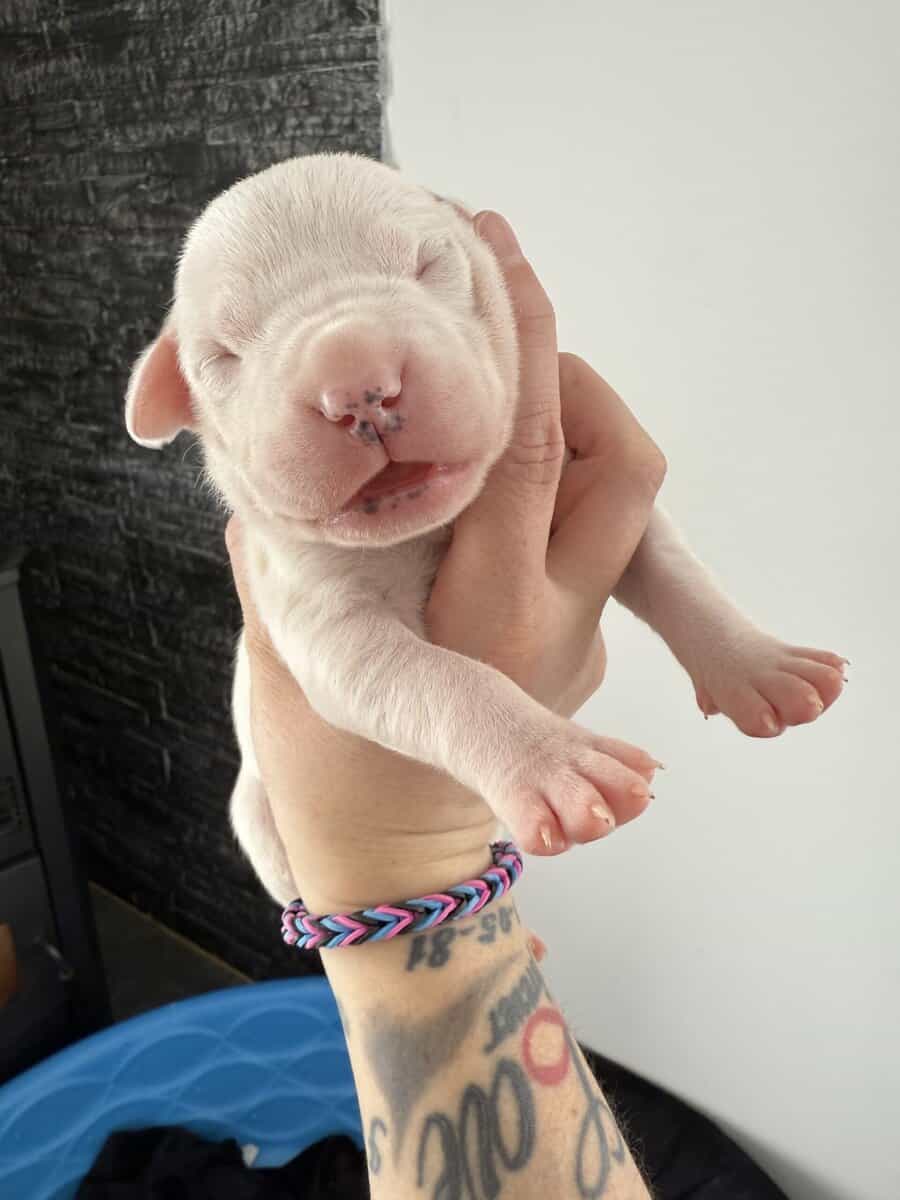 Akc dogo argentino puppies image 1