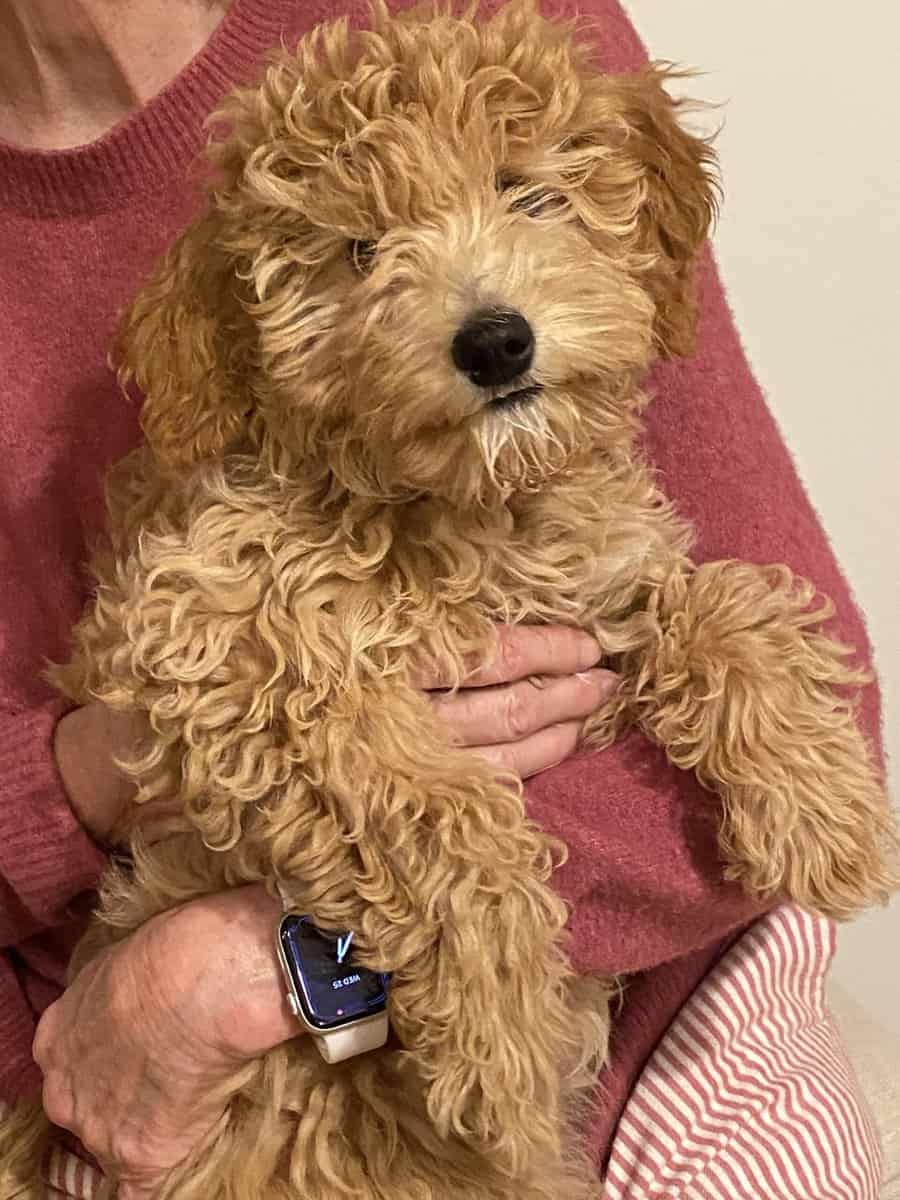 4 month old female mini goldendoodle for sale image 3