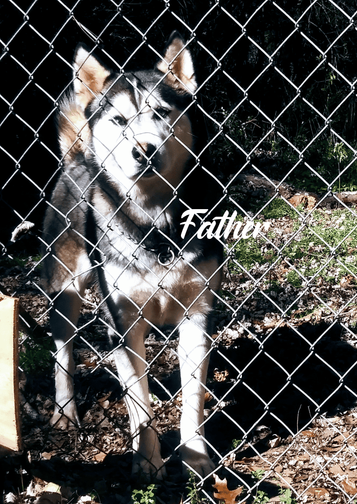 Siberian Husky image 8