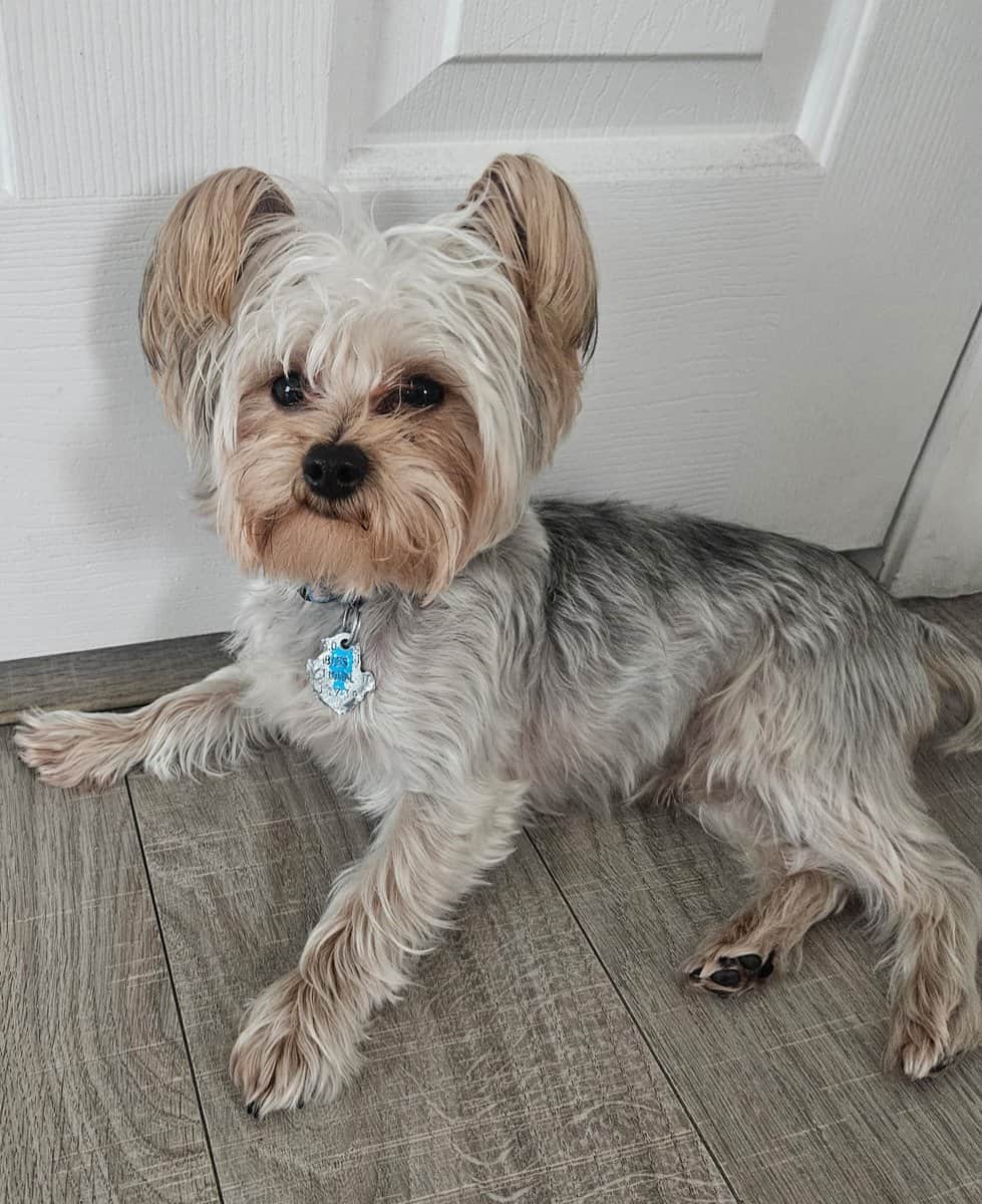 Fun loving Yorkie image 1