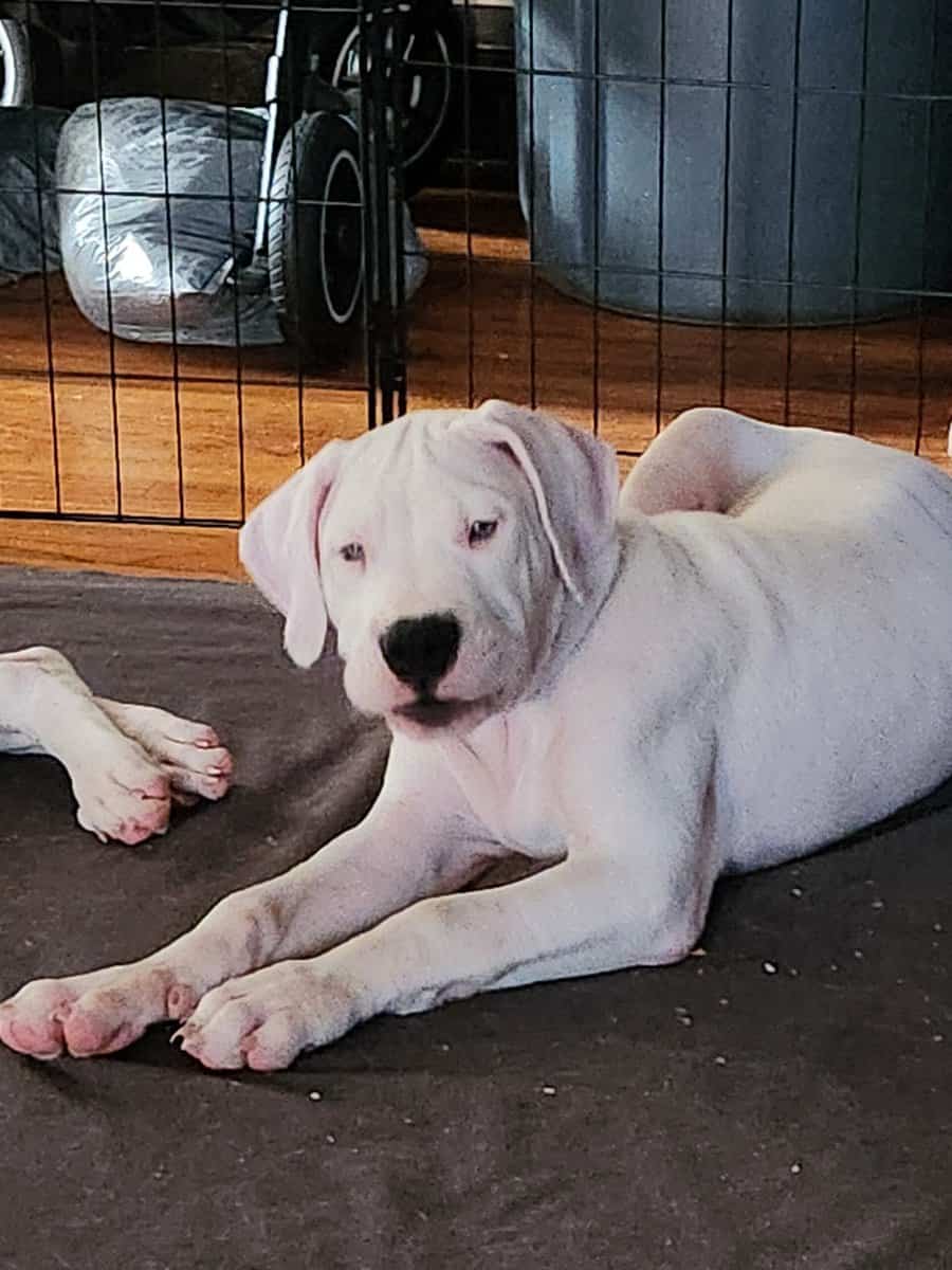 Dogo Pups image 2