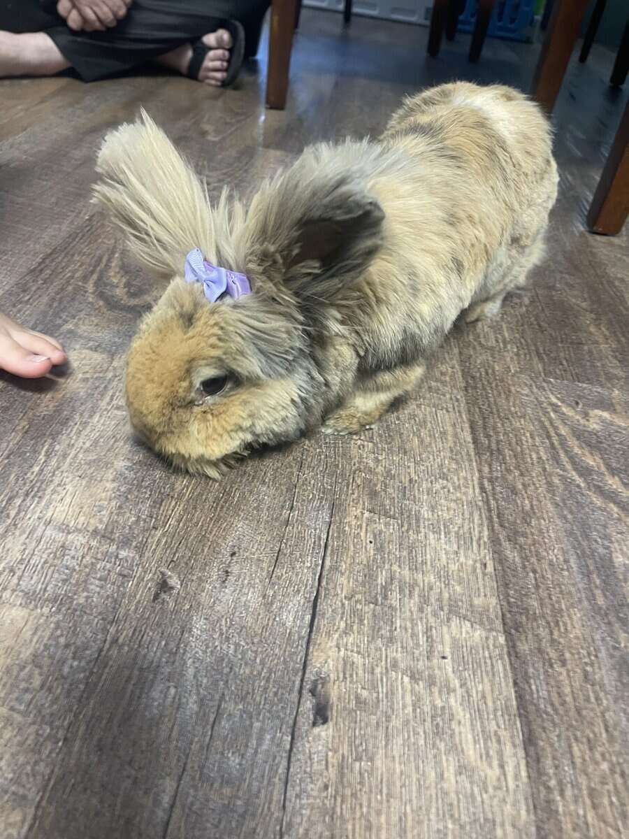 Rehoming bunny image 2