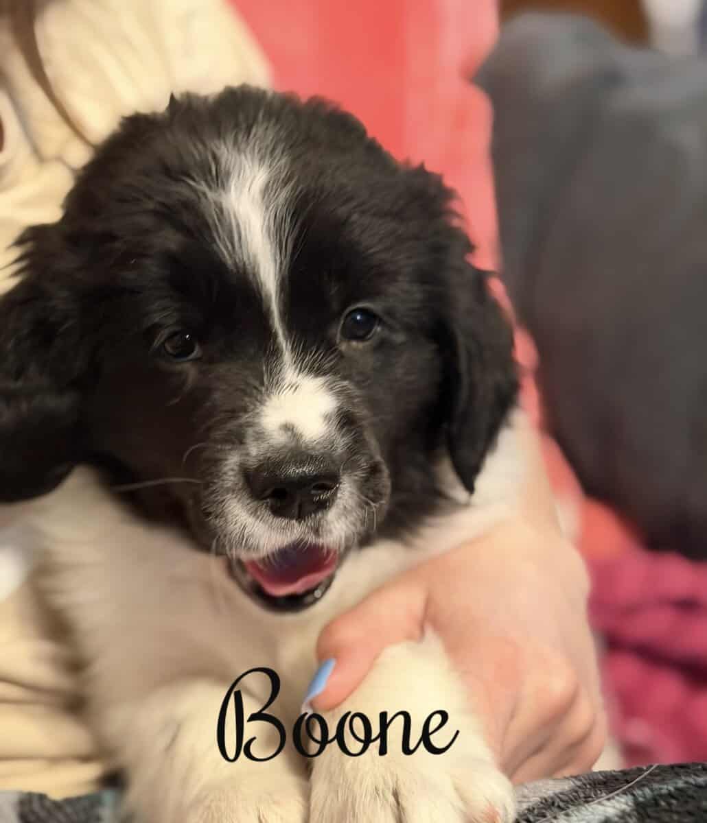 Newfoundland Puppies | Upstate Newyork image 7