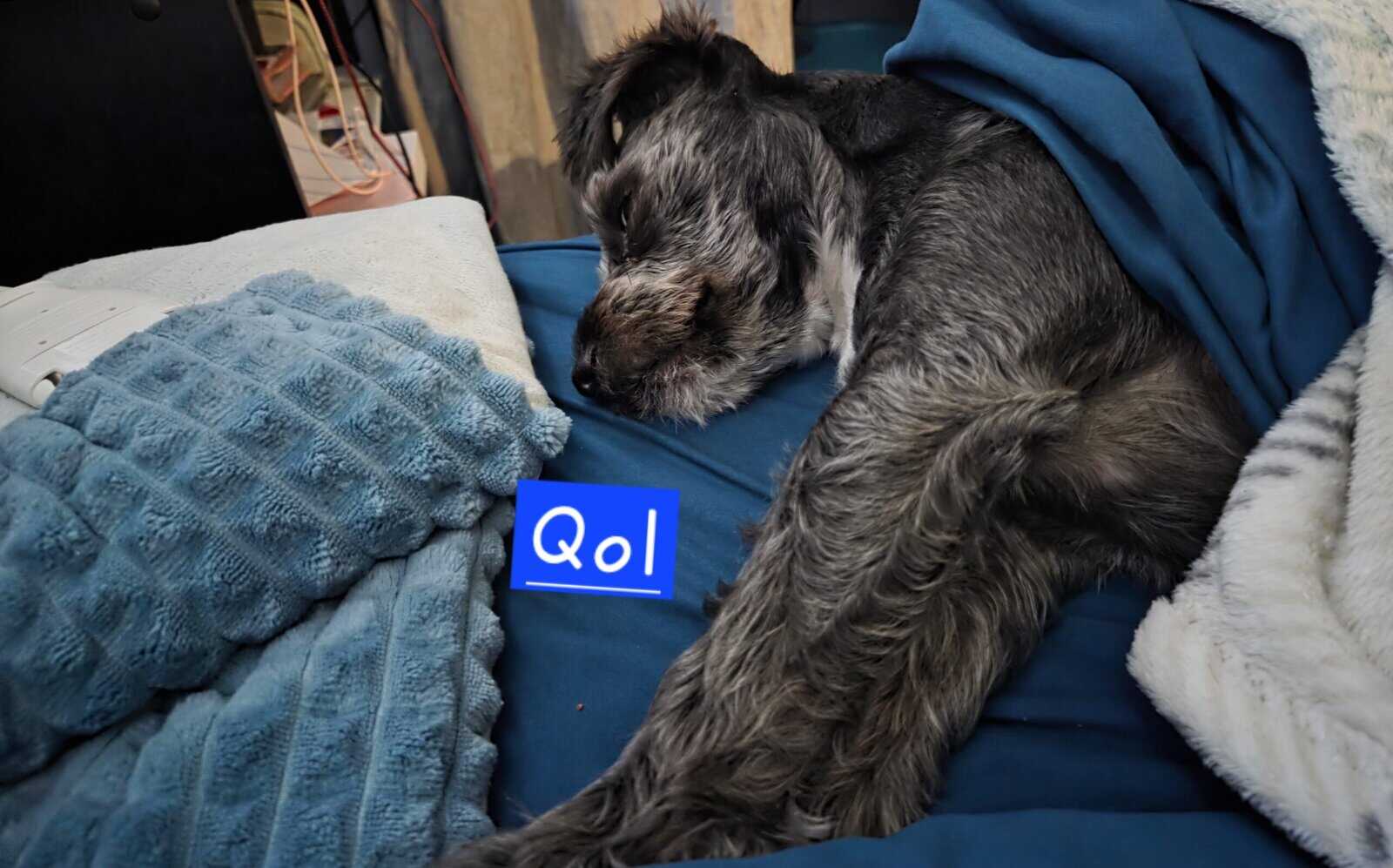 Looking for new home - Qol(Coal) image 2