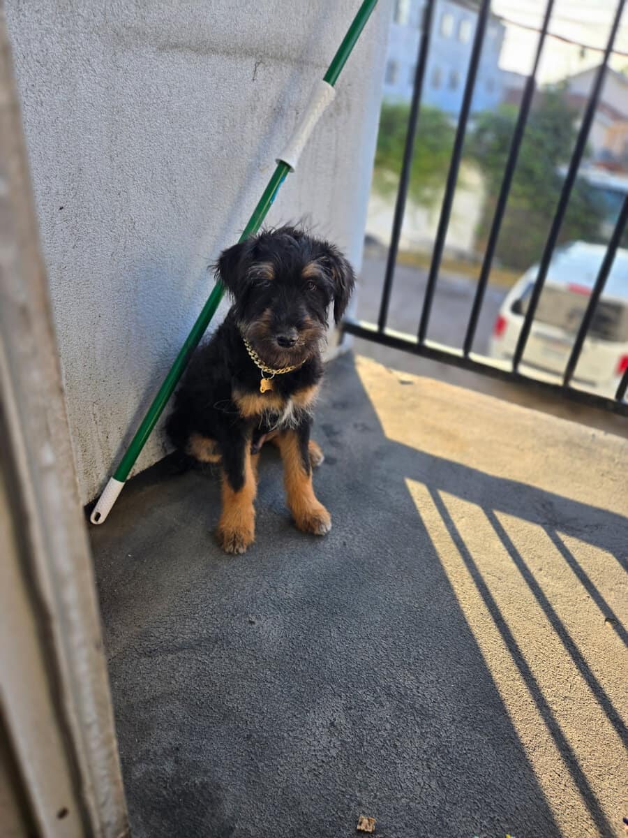 Schnauzer Puppy image 5