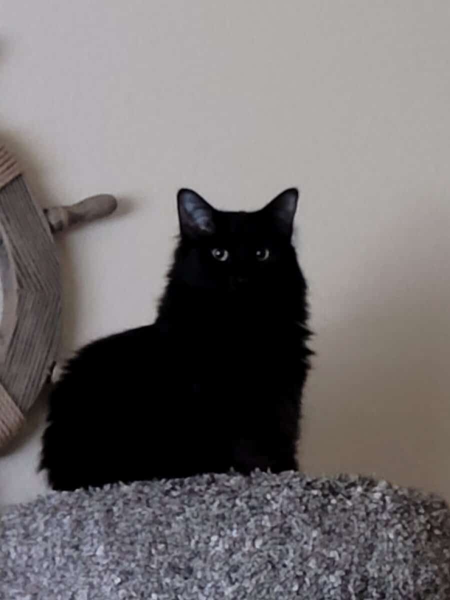 Salem image 1