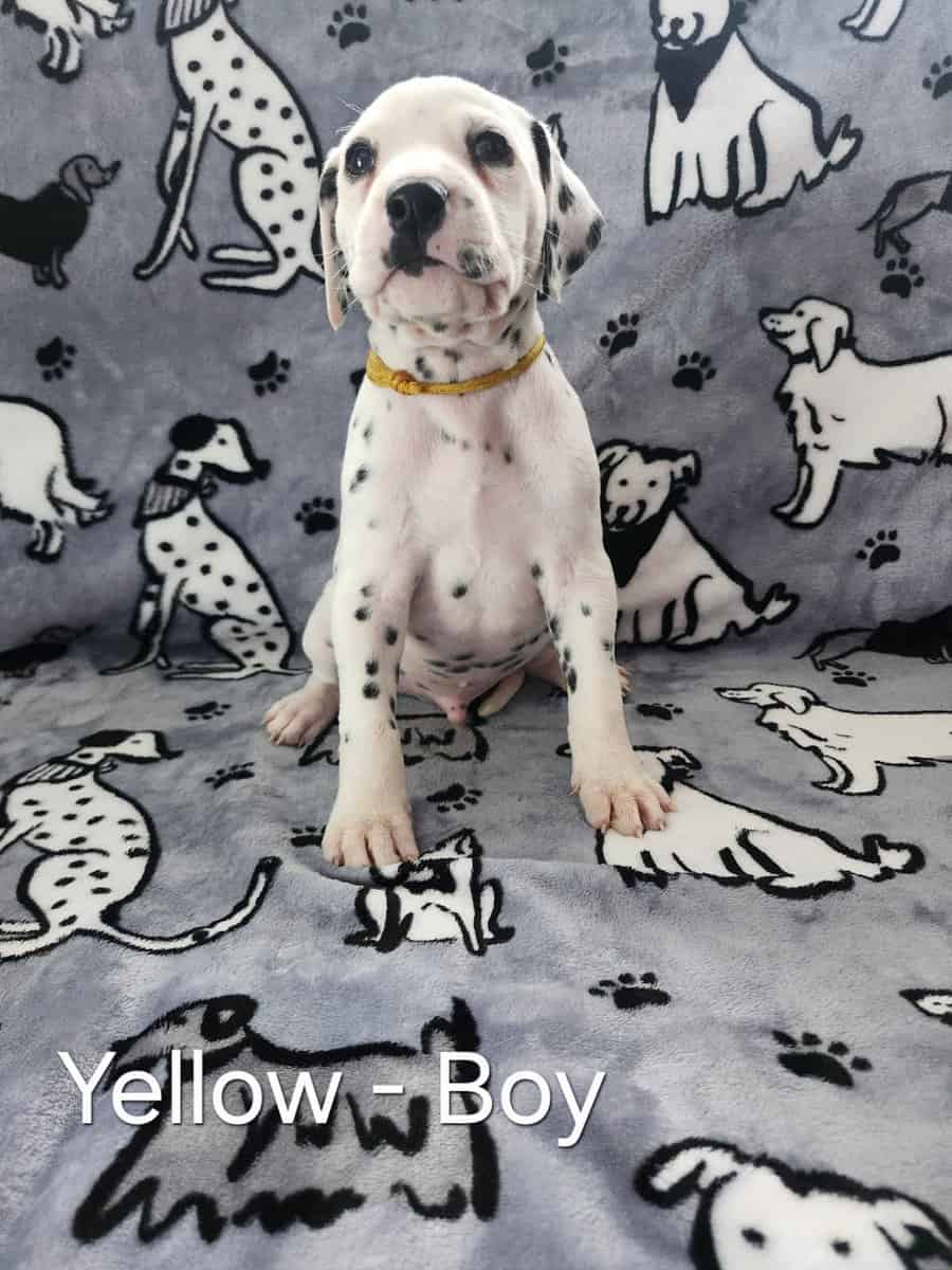 Dalmatian Puppies image 3