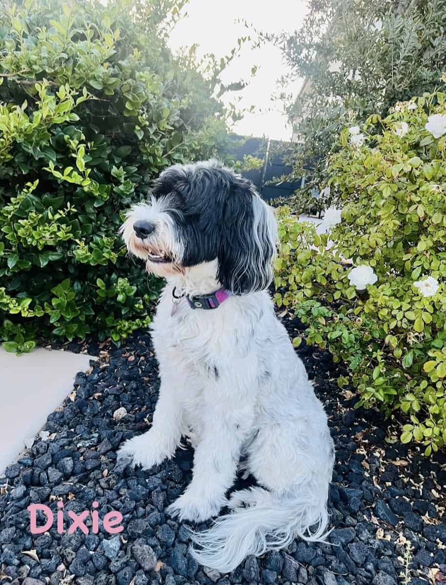 Mini Portidoodles image 1