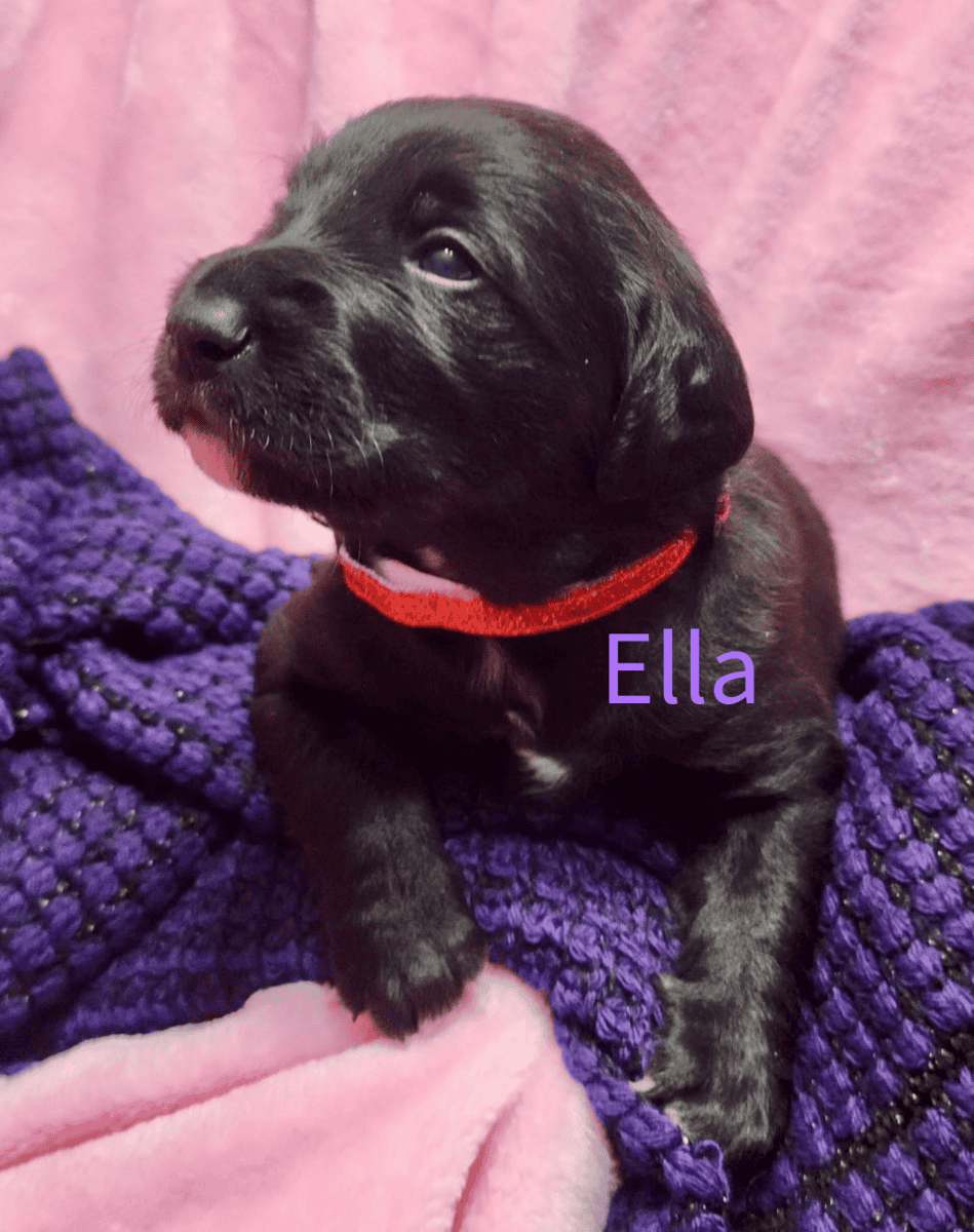 Labradoodle! image 1