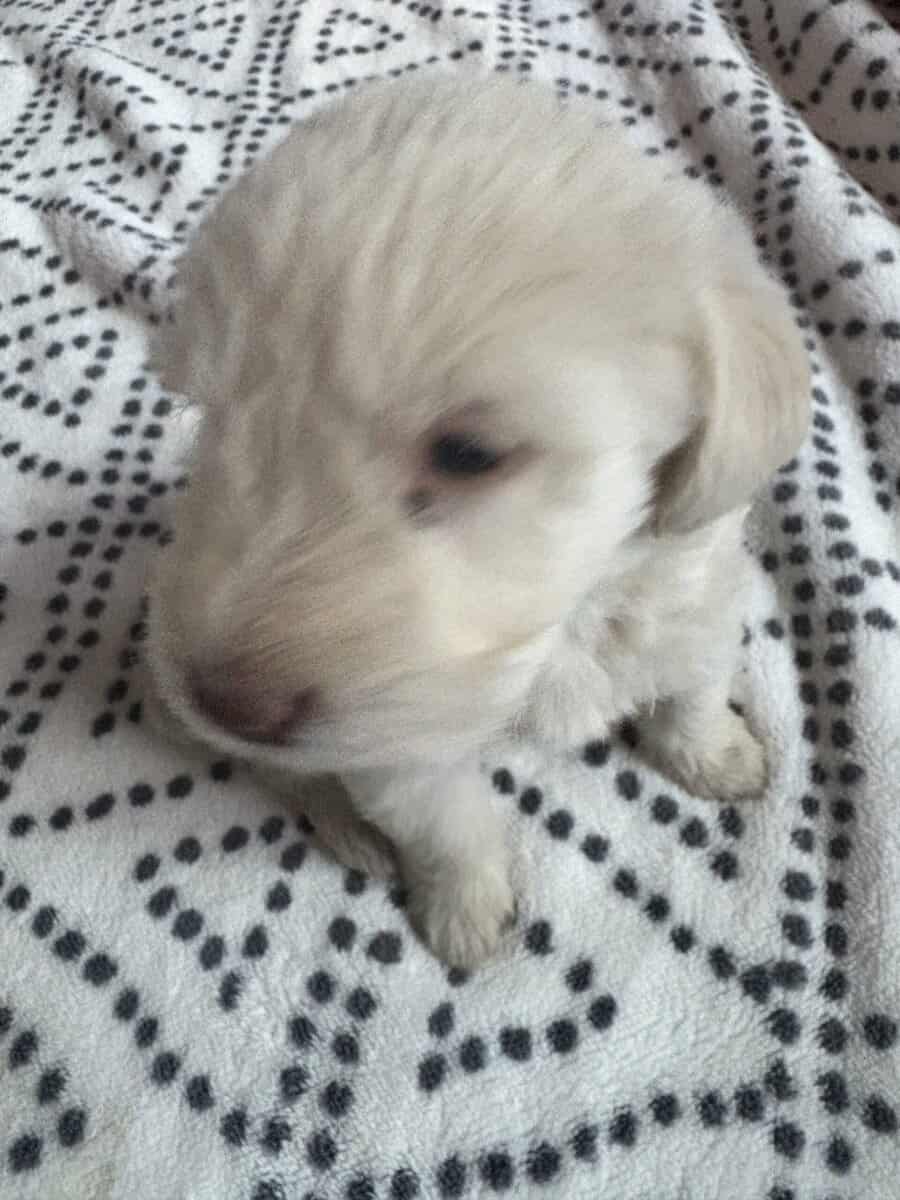 Labradoodle puppy image 11
