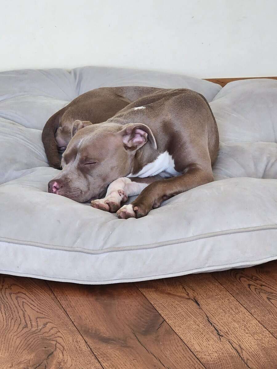 Sandy is looking for her furever home 🏡🐶🏡 image 5