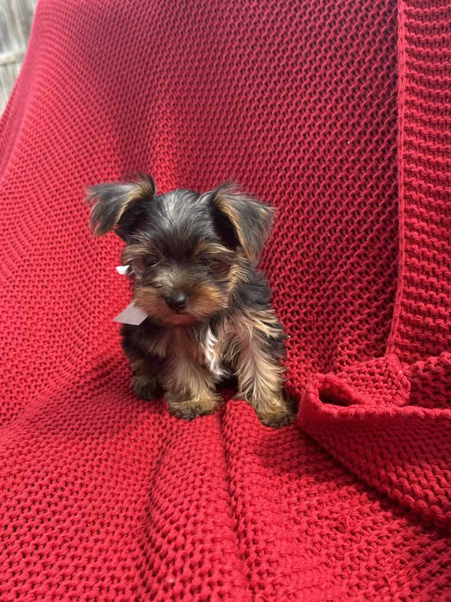 Yorkie puppies image 2