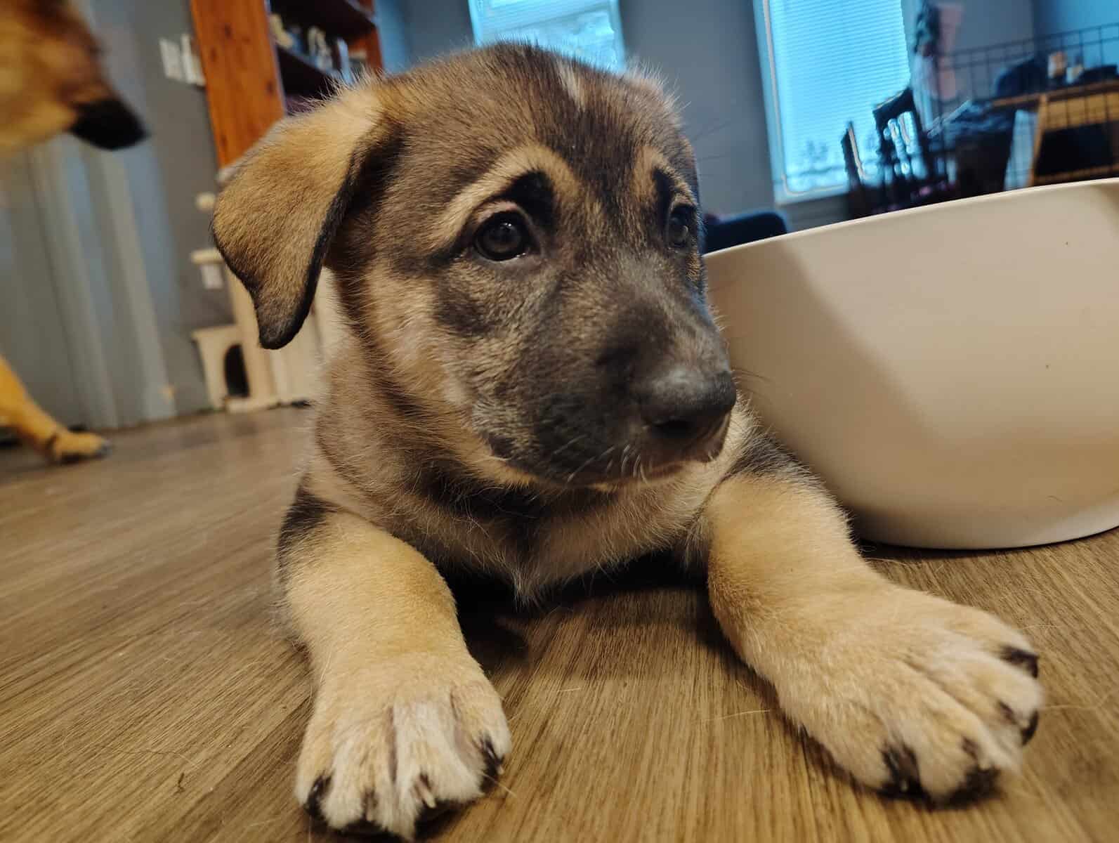 German shepherd/ Siberian husky image 1