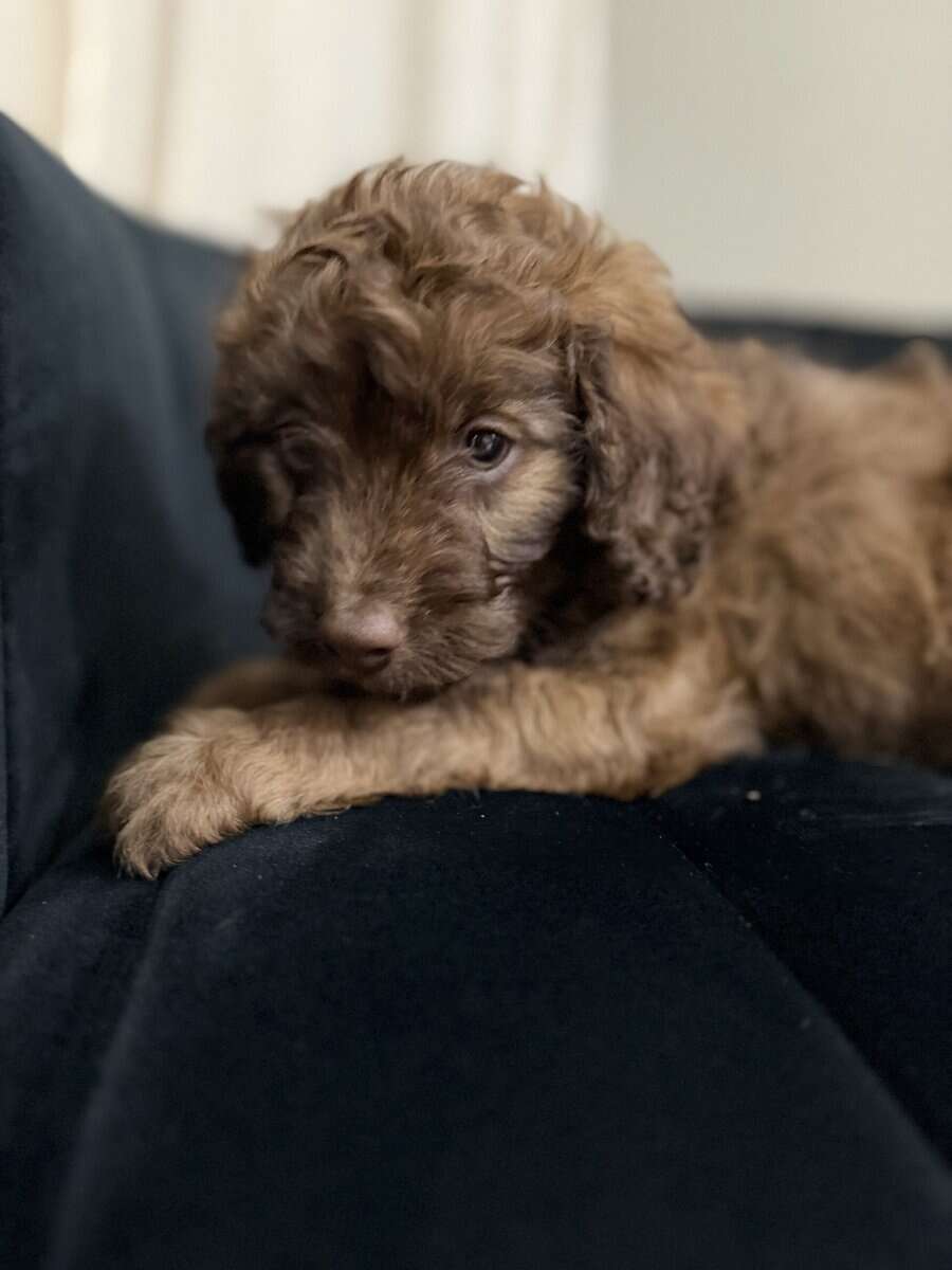 Mini F1B Aussiedoodles | 8-12lbs image 3