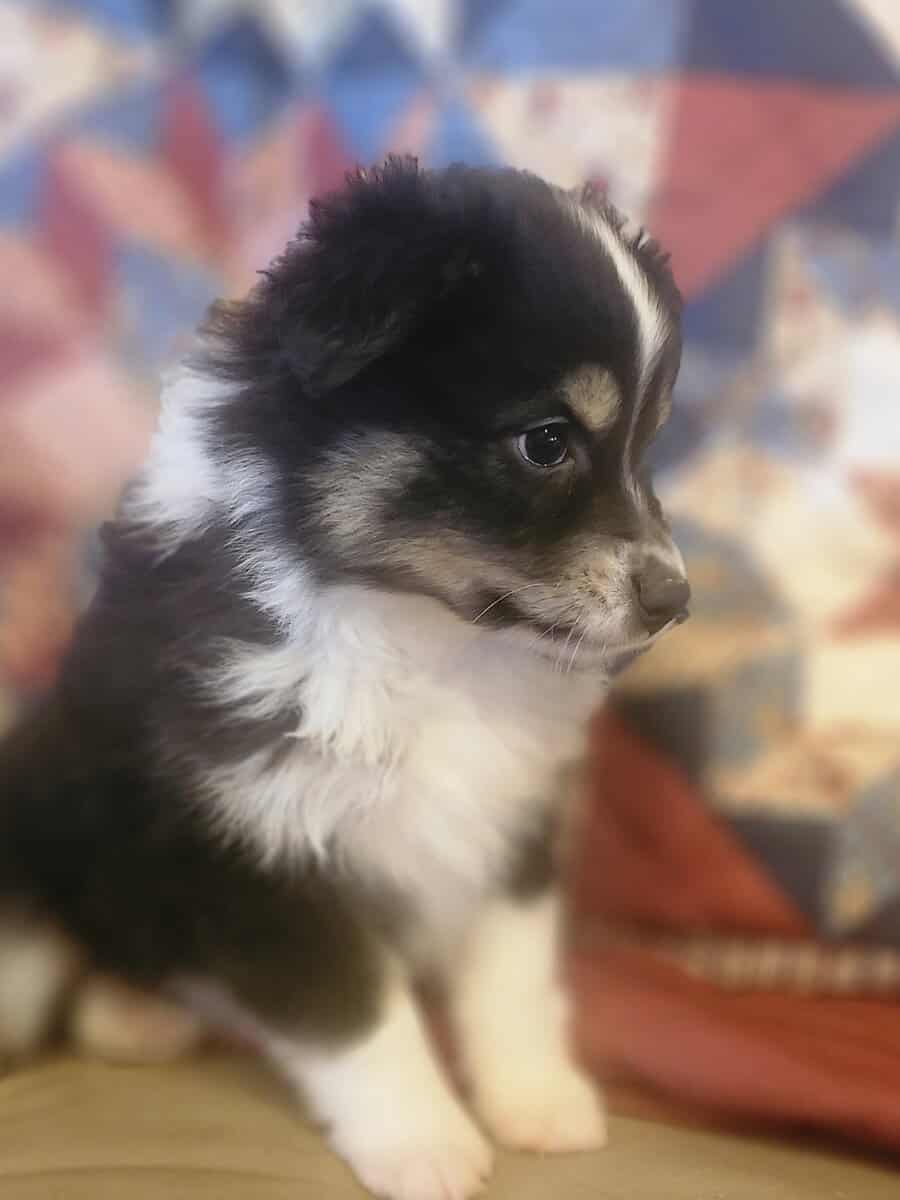Toy Australian Shepherd boy image 2