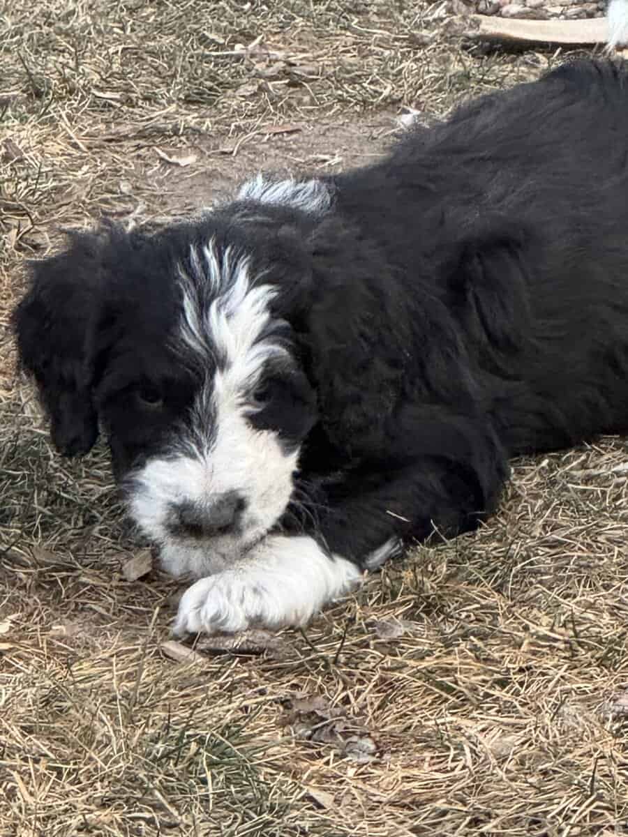 Bernedoodle Puppies image 4