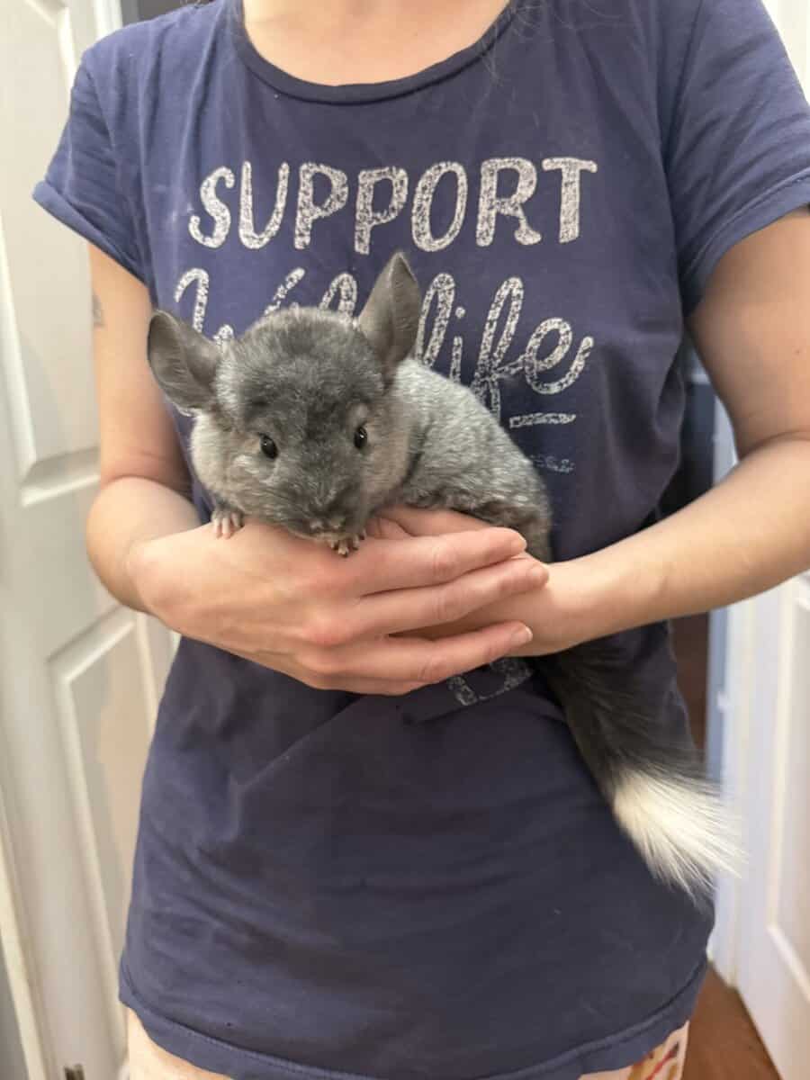 Chinchillas image 1