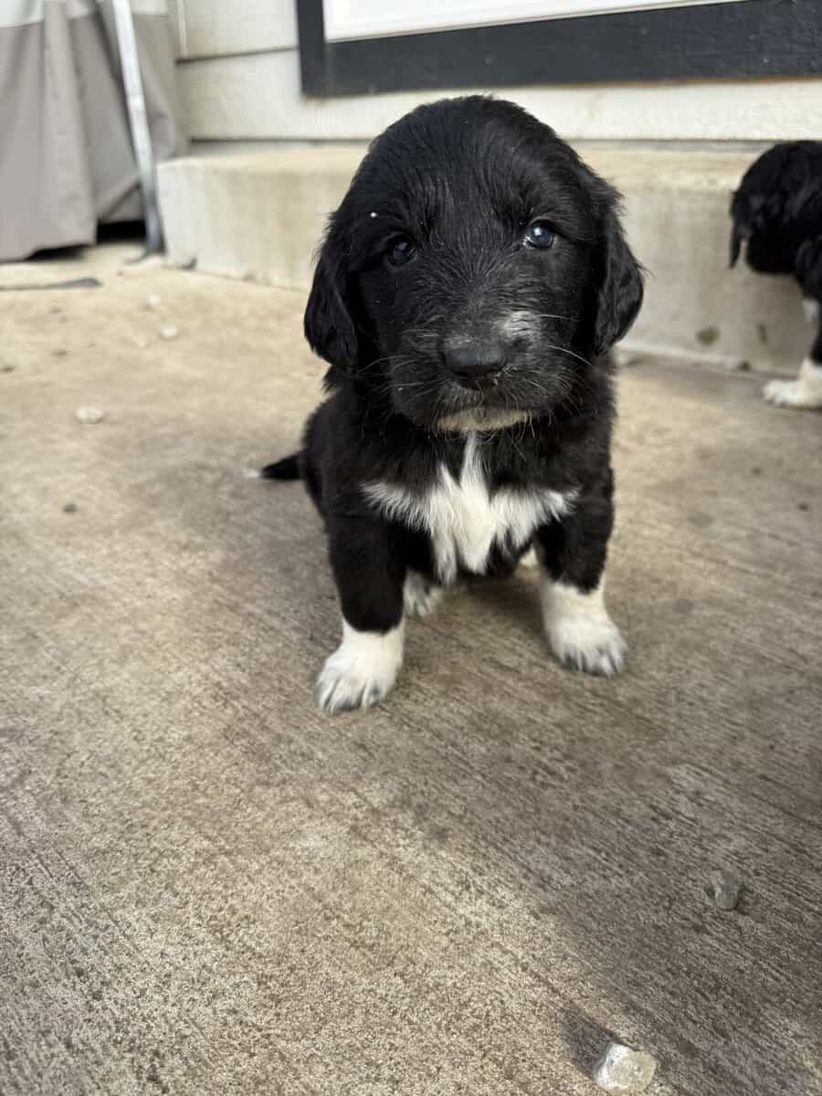 Puppies Needing Their Forever Homes! image 8