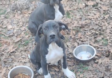 Great Dane Puppies