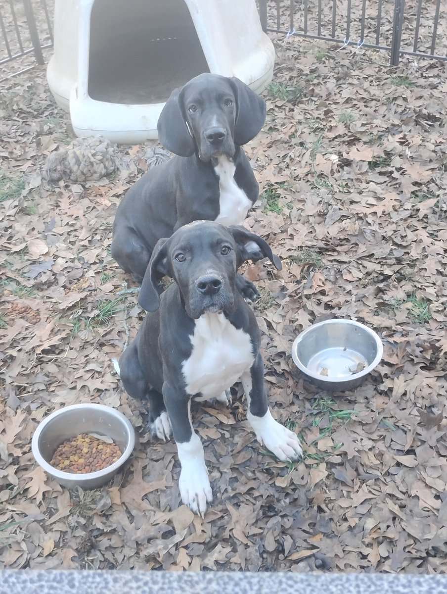 Great Dane Puppies image 1