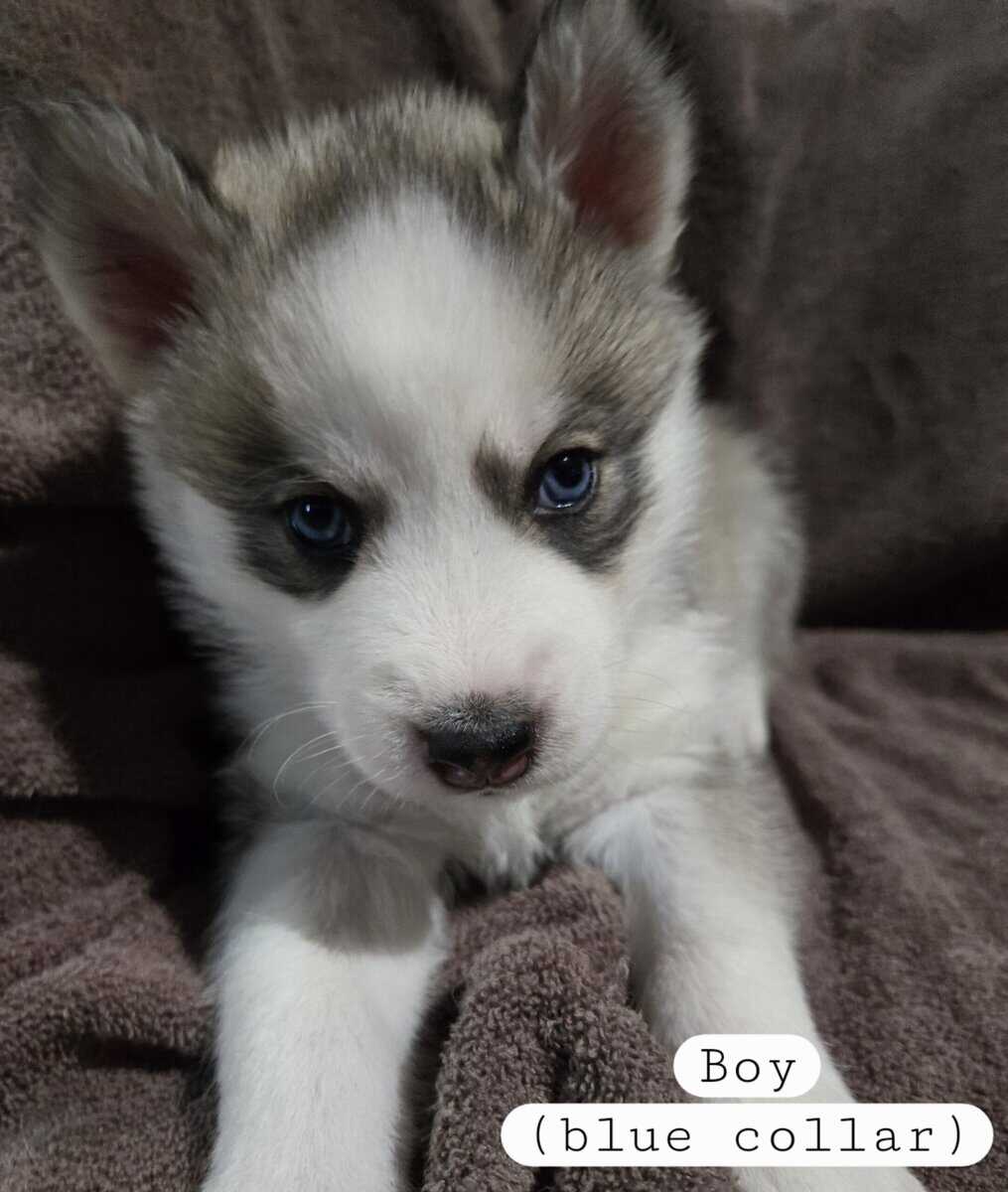 Siberian Husky Puppies image 8