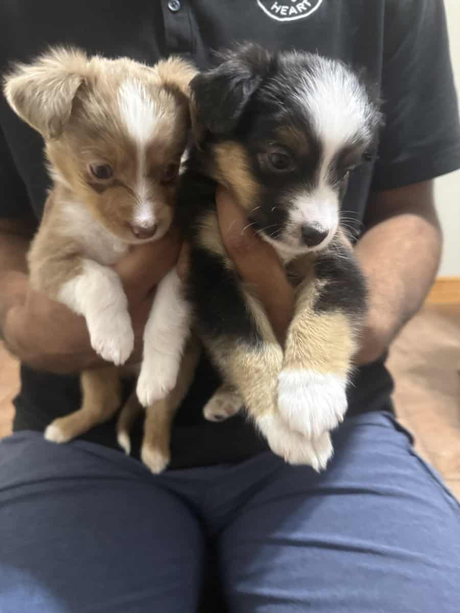 Toy Australian Shepherds image 2