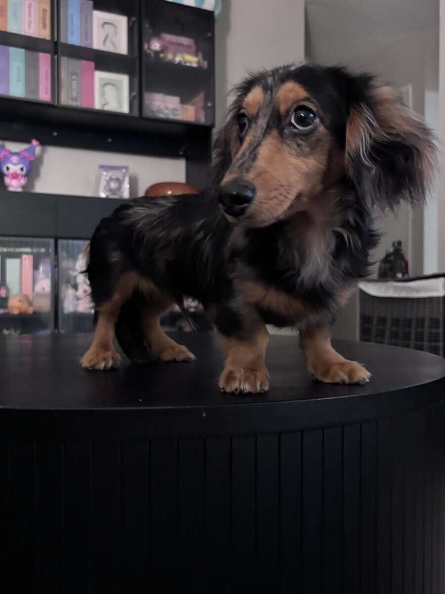 7 Month Male Mini Dachshund image 4