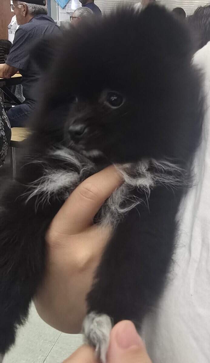 Pomeranians Ready image 4