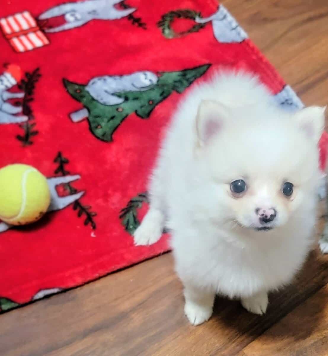 Pomeranian pup image 2